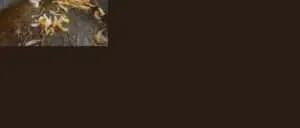 Close-up of sizzling caramelized onions on a hot griddle, browning in oil for a savory dish.