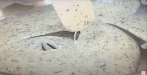 Creamy homemade ranch dressing being mixed with a spatula in a bowl.